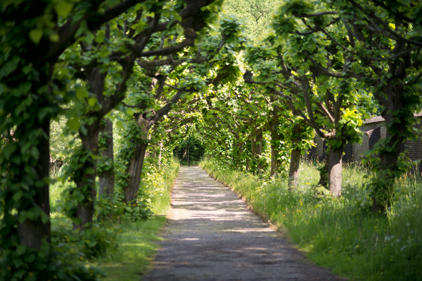 Lane trees