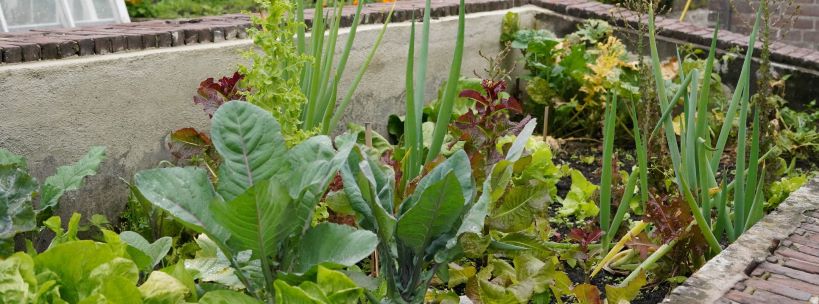 Vegetable garden