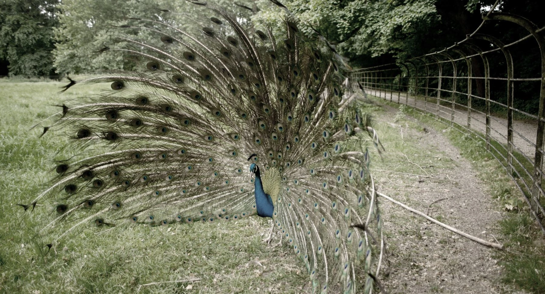 peacock